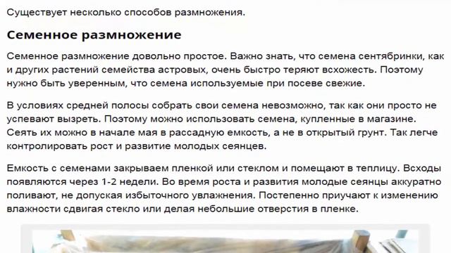 Сентябринки популярные сорта, выращивание и размножение растения смотреть онлайн