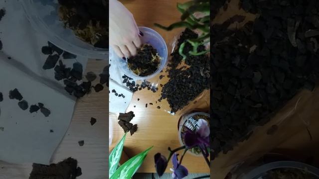 Орхидея Мonako (Монако). Пересадка посылочной орхидеи в субстрат. Два растения в одном горшке. смотреть онлайн