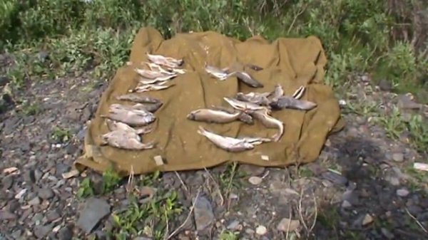 Рыбалка на Каре