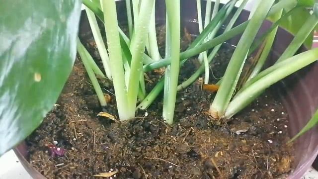 Eucharis Amazonica Flores CHUYITO JARDINERO