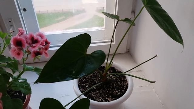 Комнатные цветы смотреть онлайн