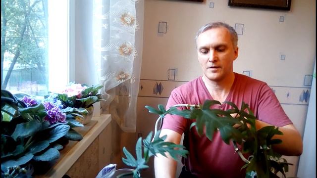 Филодендроны упавшие с небес смотреть онлайн