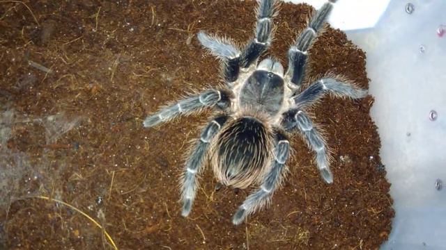 Паук птицеед Lasiodora Parahybana смотреть онлайн