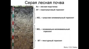Серые лесные почвы