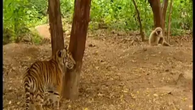 Обезьяна троллит тигра! смотреть онлайн