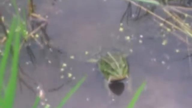 лягушка ест кузнечиков смотреть онлайн