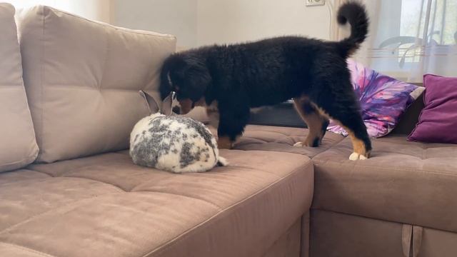 Bernese Mountain Dog Puppy Meets Giant Rabbit! смотреть онлайн
