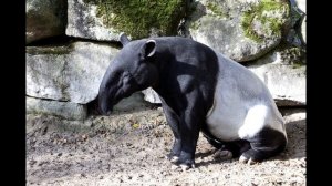 Звук чепрачного тапира