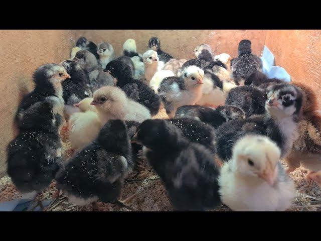 Почему мои цыплята БЫСТРО растут. смотреть онлайн