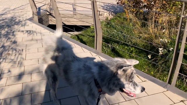 Социализация смотреть онлайн