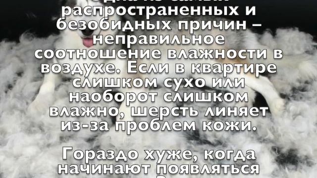 Бут Дмитрий Сергеевич о том, как бороться с шерстью в доме смотреть онлайн