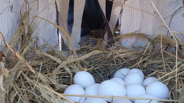 ПОЧЕМУ ВЕСНОЙ КУРЫ ХОРОШО НЕСУТ ЯЙЦО! смотреть онлайн