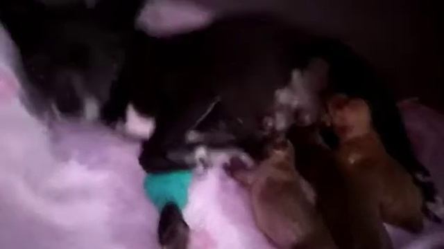 31 августа,чихуахуа Царица после кесарева дома с детками