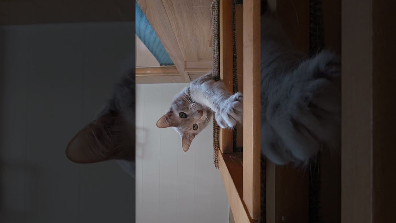 Моя прелессссть #cat смотреть онлайн