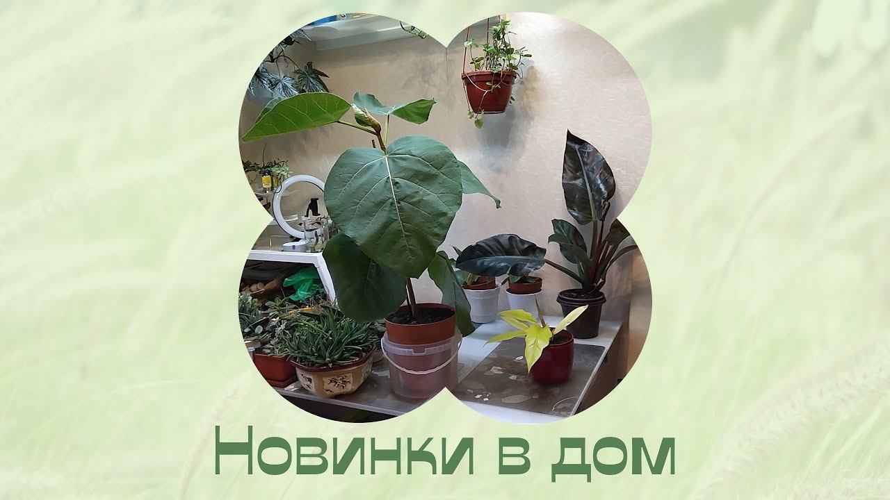 На Бархатную свадьбу, цветы с бархатными листиками. Новинки. смотреть онлайн