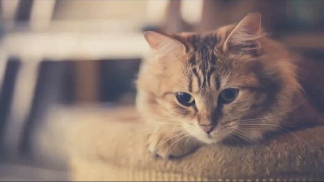 Лучшее на планете | Кошки (4) смотреть онлайн