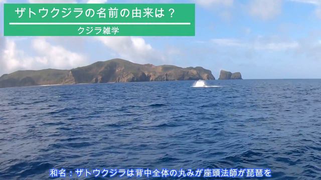 ホエールウォッチング(小笠原諸島 母島)ザトウクジラ 鯨の大ジャンプのオンパレード смотреть онлайн