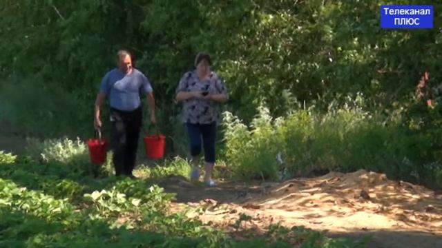 В сельхозпредприятии "Горизонт" приступили к сбору клубники смотреть онлайн