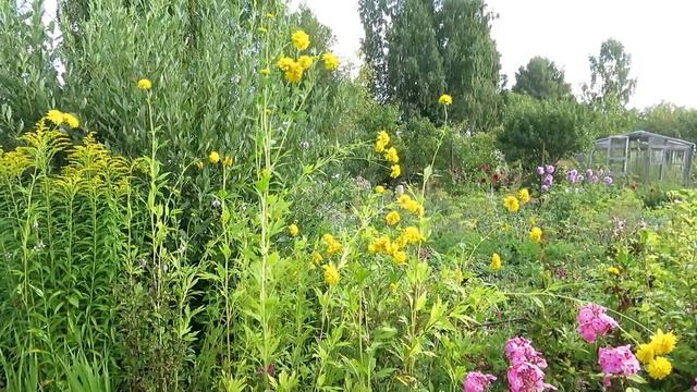 Август. Обзор Алёниного сада! Всё в подробностях:) смотреть онлайн