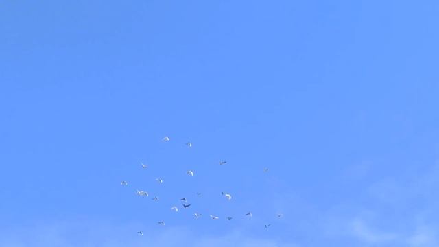 ПОЧТОВЫЕ ГОЛУБИ, СПЕЦ ТРЕНИРОВКА , САМООБЕСПЕЧЕНИЕ. смотреть онлайн