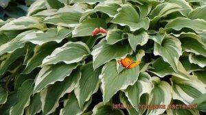 Хоста форчуна Моерхейм (hosta fortunei) ? хоста Моерхейм обзор: как сажать рассада хосты Моерхейм