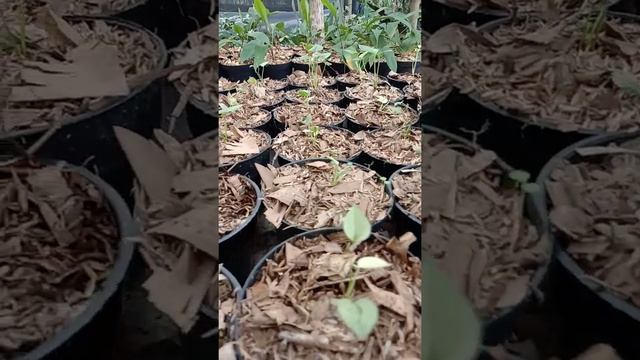 Anthurium black beauty variegata смотреть онлайн