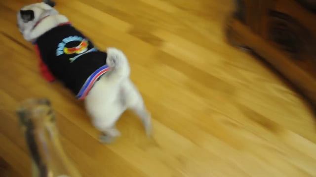 Мопс и лимонад . Pug and lemonade смотреть онлайн