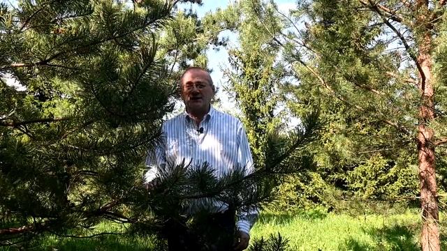 Не пропусти сезон молодых побегов сосны смотреть онлайн