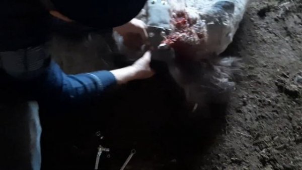 Устанавили на лошадь GPS трекер SmartOne C для их отслеживания