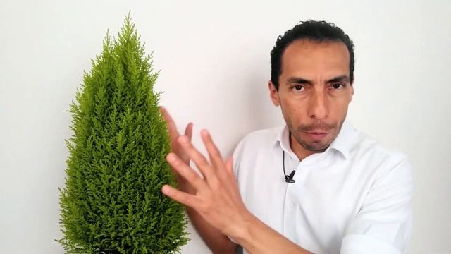 CUIDADOS DEL PINO LIMÓN PERUANO, Cupressus macrocarpa Var. Goldcrest смотреть онлайн