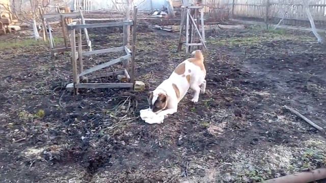 Алабай. Барха. Играет смотреть онлайн