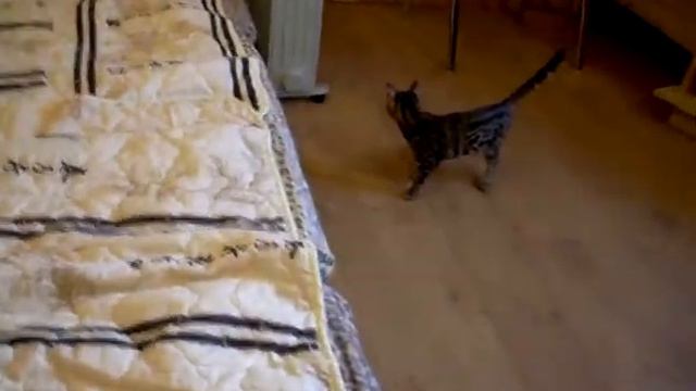 Бенгальские котята - BENGAL KITTENS - http://www.bensun.ru смотреть онлайн