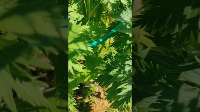 Дельфиниум Белая бабочка смотреть онлайн