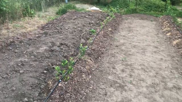 Новости с участка, голубика, белый клевер смотреть онлайн