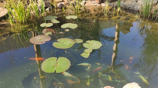 Карпы кои, чистая вода в пруду! смотреть онлайн