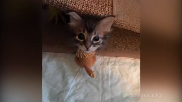 ИСТОРИИ СПАСЕННЫХ КОТИКОВ #4 смотреть онлайн