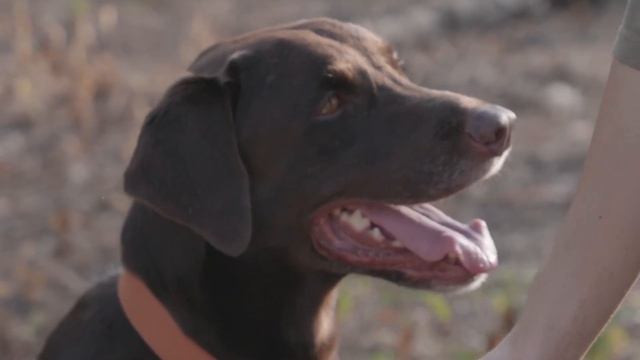 Сухой корм или натуралка. Научный подход.