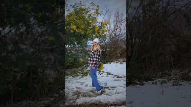 Цветущая мимоза в Сочи🫶🏻 #сочисегодня #путешествия #путешествияпороссии #мимоза #природа смотреть онлайн