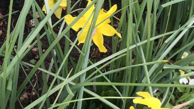 Narcisse ou Narcissus 'Fortissimo' l'hiver a dit son dernier mot смотреть онлайн