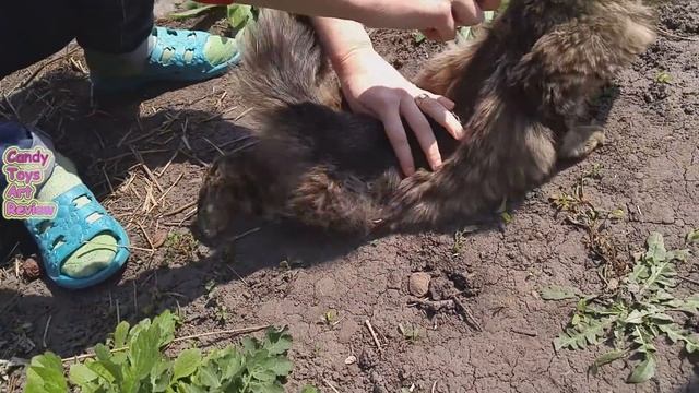 How to comb a cat смотреть онлайн