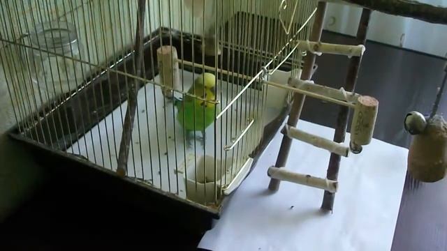 Игрушка для волнистого попугая "Коромысло 2" смотреть онлайн