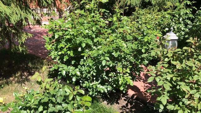 ПОДКОРМКИ РОЗ ПО ЛИСТУ, РЕЦЕПТ. смотреть онлайн