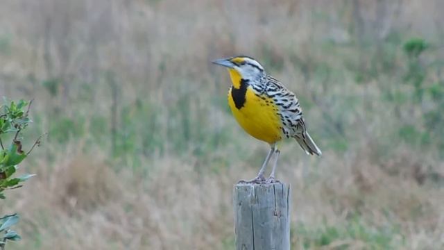 Meadowlark смотреть онлайн
