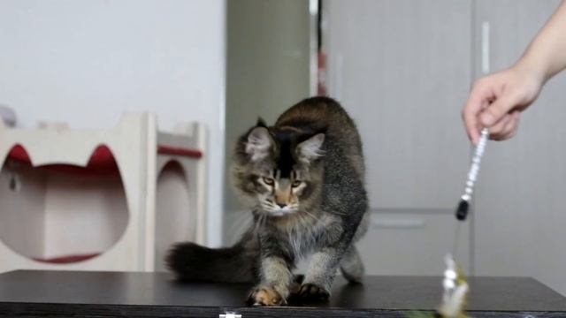 Девочка мейн кун 5 месяцев смотреть онлайн