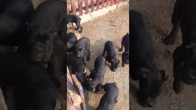 LIVE LIVES VS!! Newborn Baby Dog, Dog Giving Birth- Puppies Recuse and giving birth смотреть онлайн