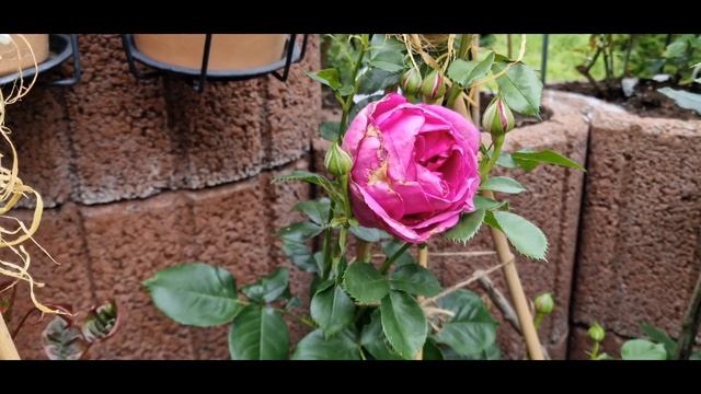 Редкая яркая новинка #флорибунда от #FurElise #кордес #дляэлизы