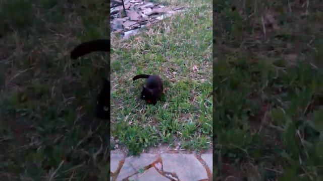 Кот и кошки ловят майских жуков смотреть онлайн