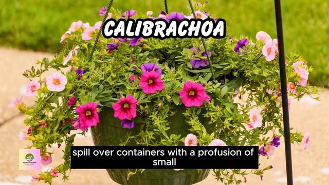 Top 10 Hanging Basket Plants for Your Home | #outdoorplants #houseplants #greenhavengrows смотреть онлайн