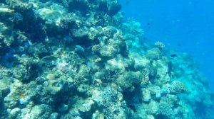 Great Barrier Reef - Passions of Paradise