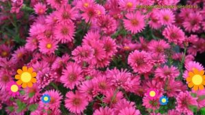 Астра новобельгийская Ройал Руби. Краткий обзор, описание характеристик aster novi-belgii Royal Rub